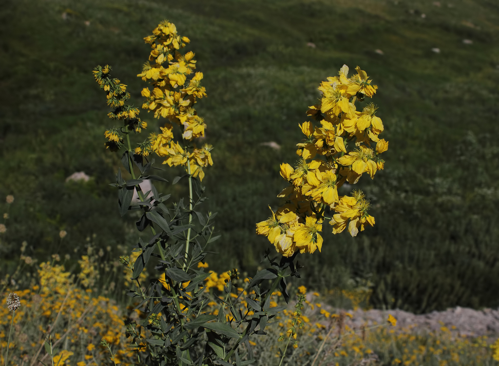 Hypericum lysimachioides