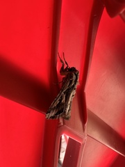 Spodoptera dolichos