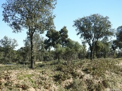 Phillyrea angustifolia