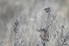 Cisticola subruficapilla