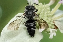 Coelioxys