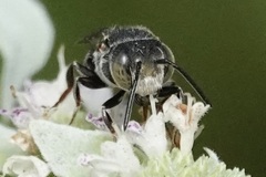 Coelioxys