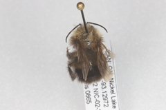 Bombus perplexus