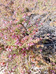 Ericaceae