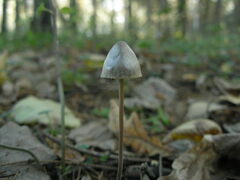 Panaeolus alcis