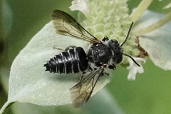 Coelioxys