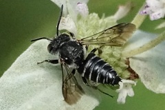 Coelioxys