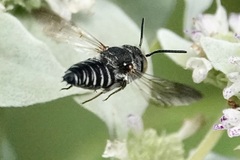 Coelioxys