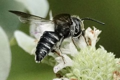 Coelioxys