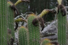 Trichocereus spachianus