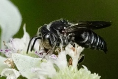 Coelioxys