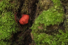 Tubifera ferruginosa