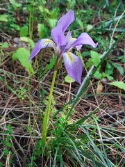 Iris unguicularis