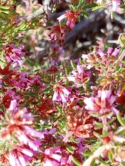 Ericaceae