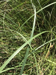 Cortaderia selloana