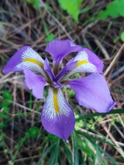 Iris unguicularis