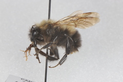 Bombus perplexus