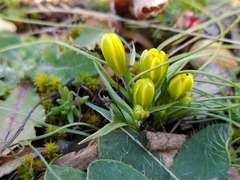 Gagea bohemica