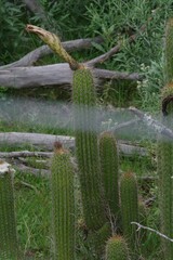 Trichocereus spachianus