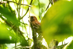 Synallaxis cinnamomea