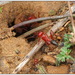 Cataglyphis bicolor - Photo (c) Aissa Djamel Filali, osa oikeuksista pidätetään (CC BY-SA), lähettänyt Aissa Djamel Filali