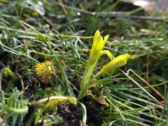 Gagea bohemica