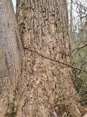 Liriodendron tulipifera