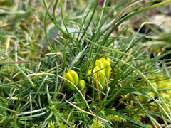 Gagea bohemica