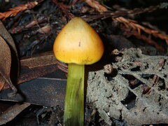 Hygrocybe singeri