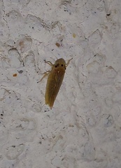 Phlogotettix cyclops