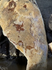 Membranipora membranacea