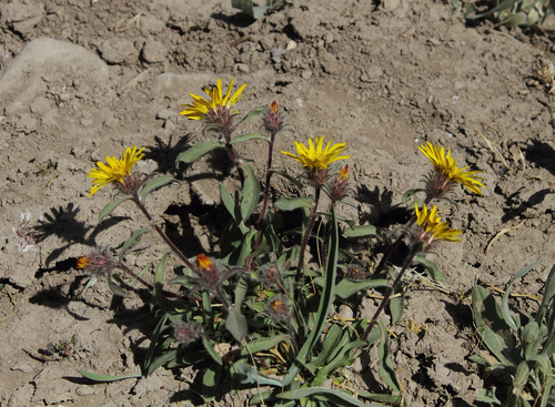 Inula acaulis