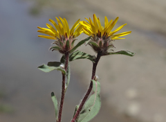 Inula