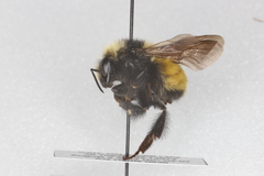 Bombus borealis