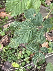 Rubus tuberculatus