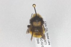 Bombus borealis