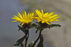 Inula