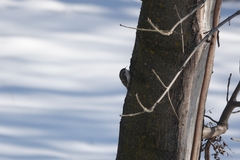 Certhia brachydactyla