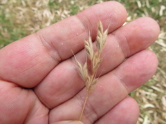 Bromus lithobius