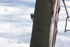 Certhia brachydactyla
