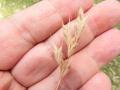 Bromus lithobius