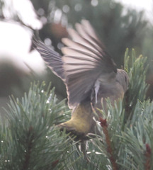 Loxia pytyopsittacus