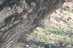Certhia brachydactyla