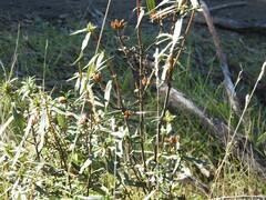 Dactylis glomerata hispanica
