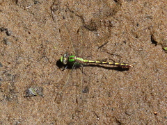 Ophiogomphus smithi