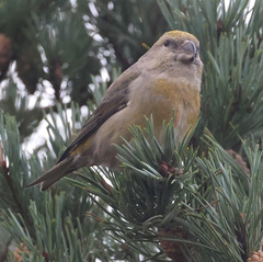 Loxia pytyopsittacus