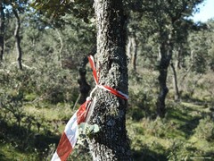 Quercus rotundifolia