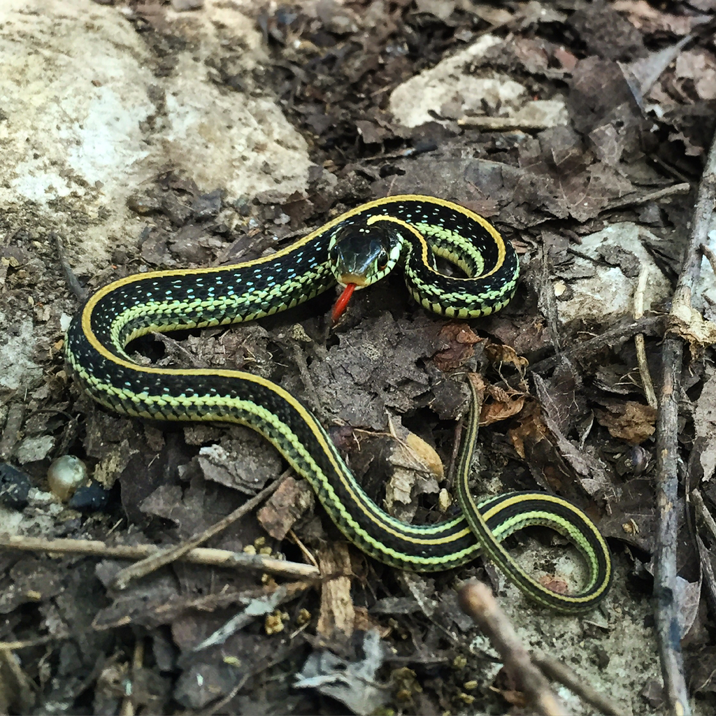 Texas Garter Snake in October 2015 by Shaun Hayes. Neonate Texas