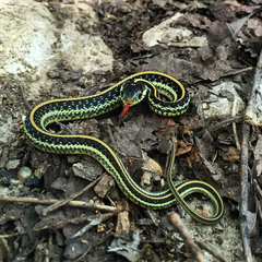 Thamnophis sirtalis annectens