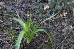 Toxicoscordion fremontii